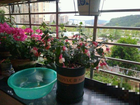 4种花堪称“夏必死”，怕热又怕涝，现在不适合买！