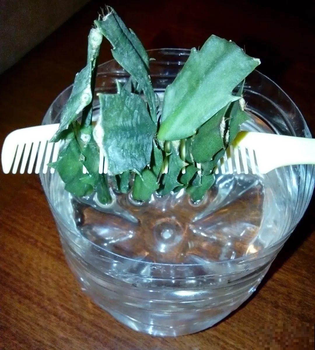 天热了，8种花不能乱浇水，小心浇完就死！