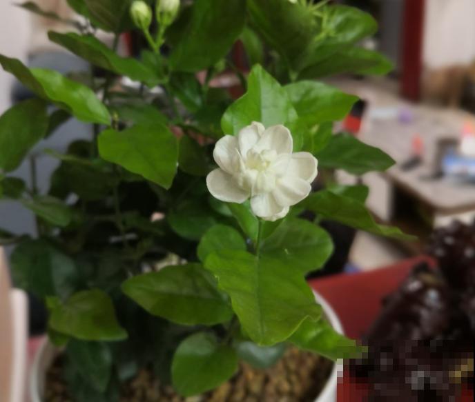养茉莉花，学会一个小技巧，枝繁叶茂、开花不断！