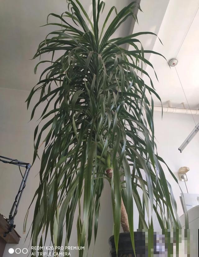 嫌花长得丑，趁现在砍头，满盆都是新叶子！