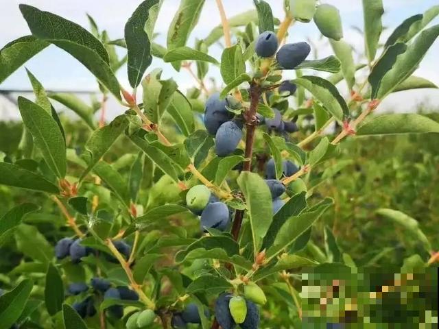 春天适合在家种果树，阳台上也能养，一棵能接满树果