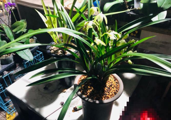爱养兰花的人，必是性情高雅，有品位、有追求的人！