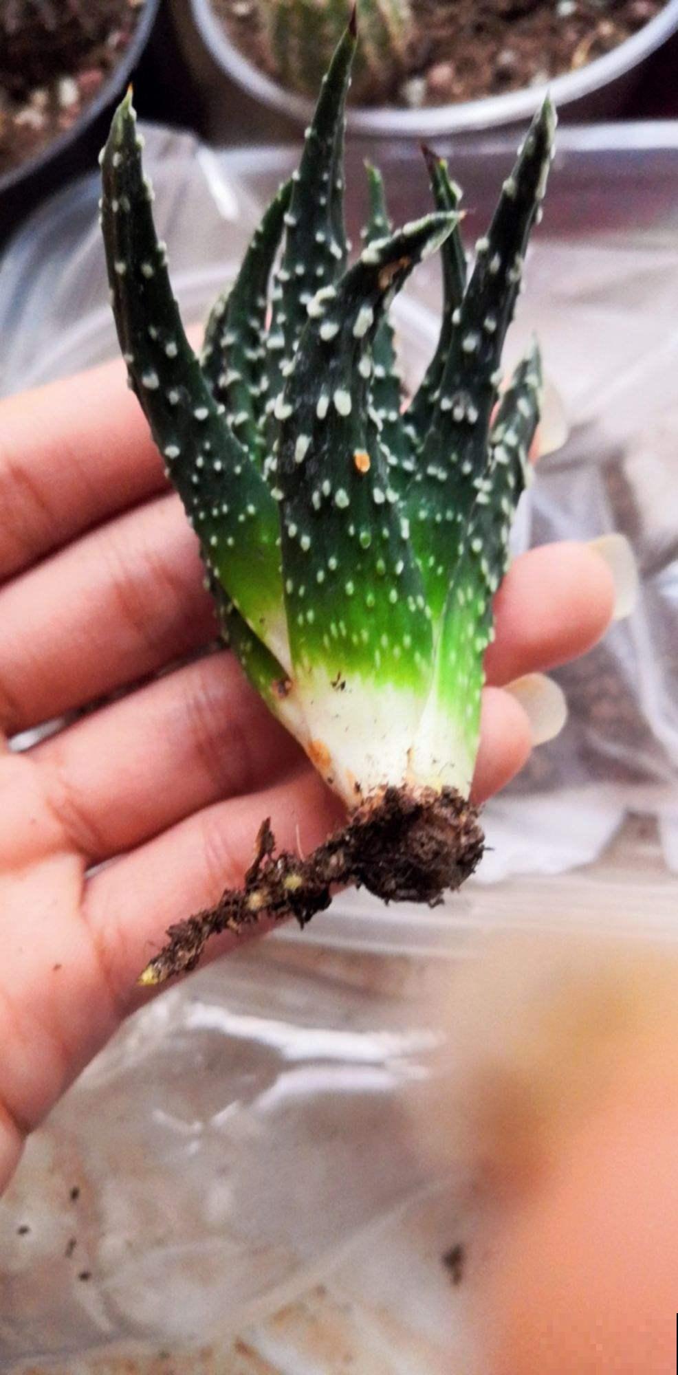 这多肉晒晒阳光就会死？真是怪胎，赶紧扔角落里保命！