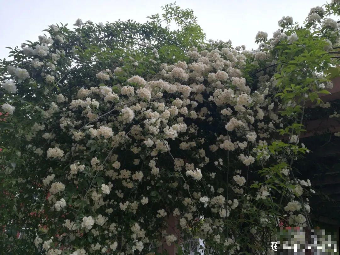 7种花，一开花就是一片花海，太震撼！