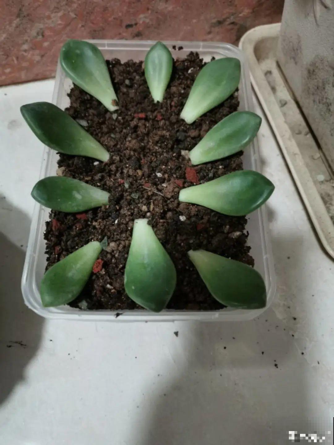 这10种花，天越热越扦插，3天冒出大白根！