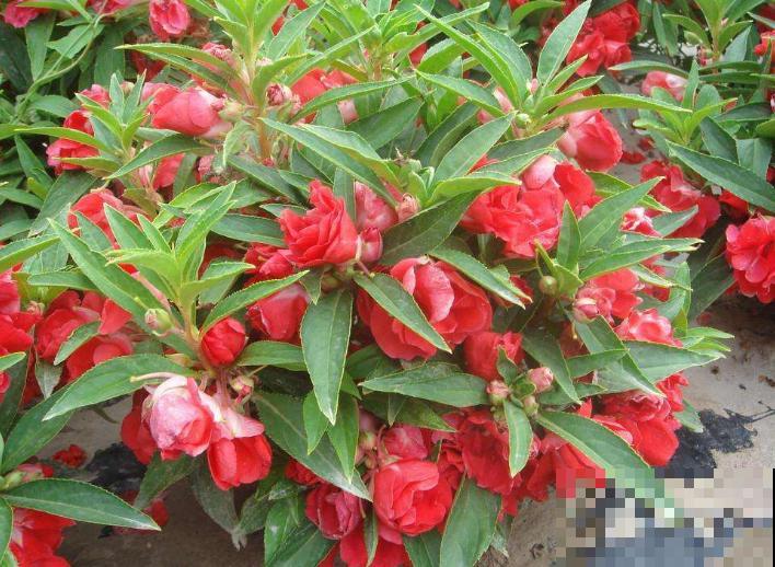 茶花和凤仙杂交，开出的花你见过吗？太美了！