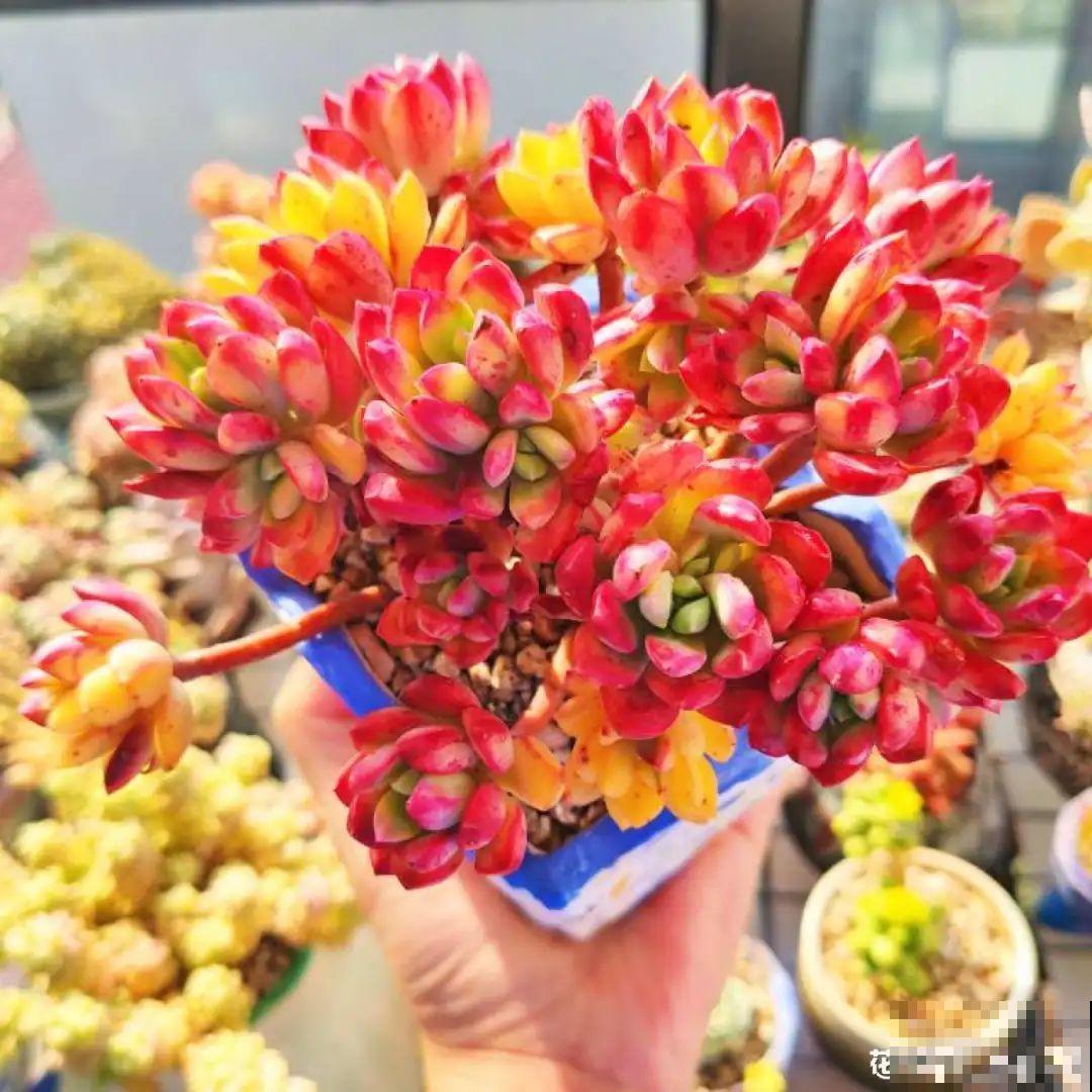 ！爱爬墙的20种花，嗖嗖爬满整面墙，看着心情就好
