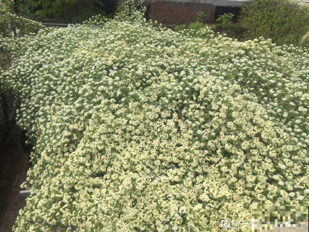 7种花，一开花就是一片花海，太震撼！