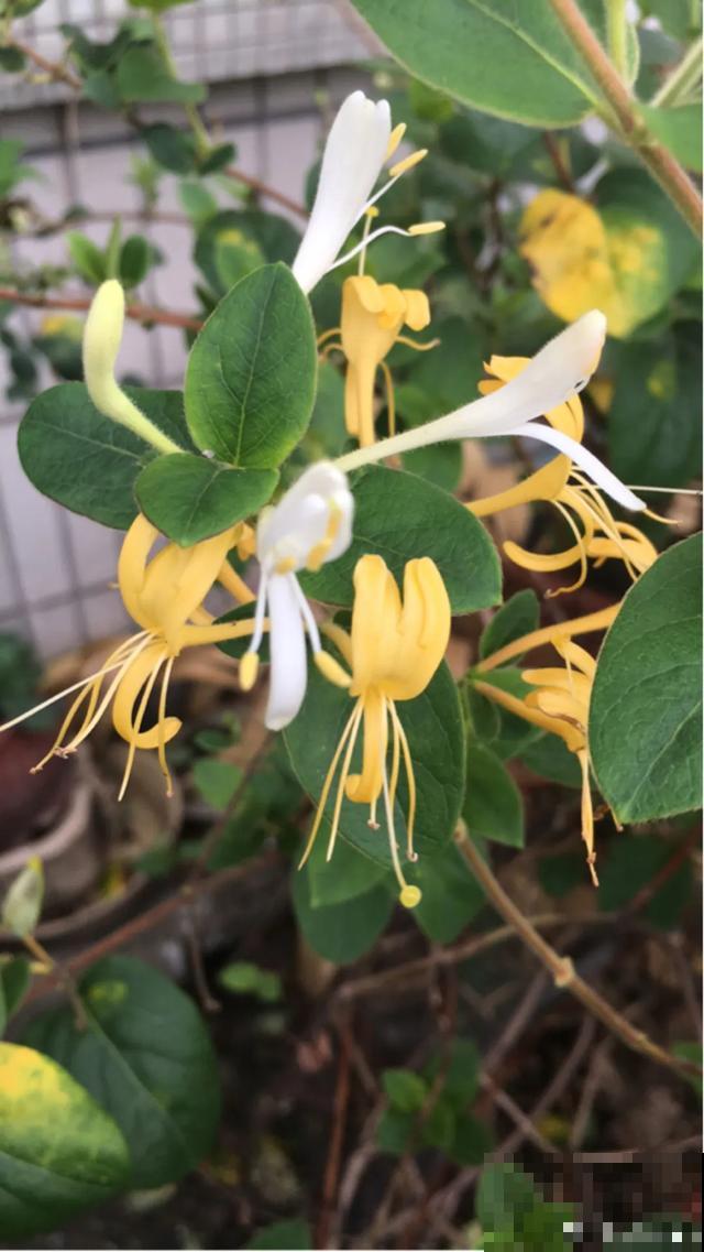玉兰花真好吃，掐一把炒鸡蛋，竟然满嘴鸡肉味
