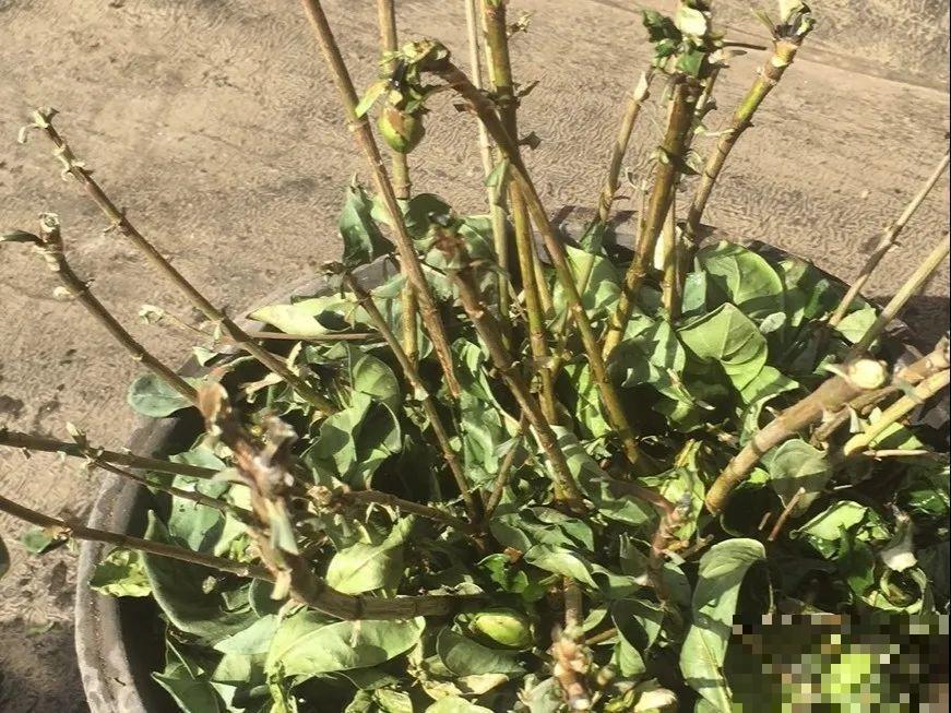10种花，最怕换盆，换完活不过3天！