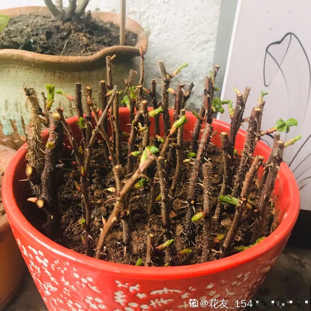 4月忙花事，修剪、扦插……现在做刚刚好！