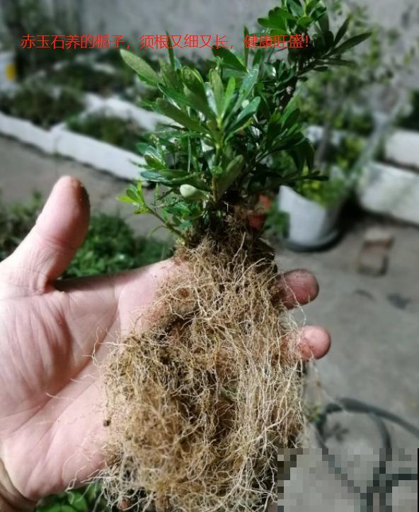 他养栀子花，从来不用土，只用一料就能开花不断！