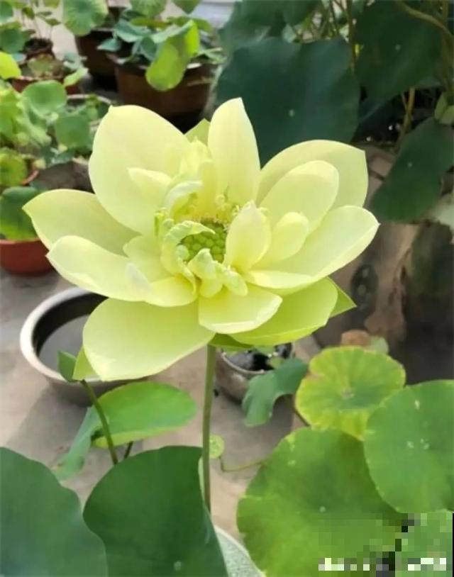 10种爱喝水的花，1天1大桶，反而越来越疯长！