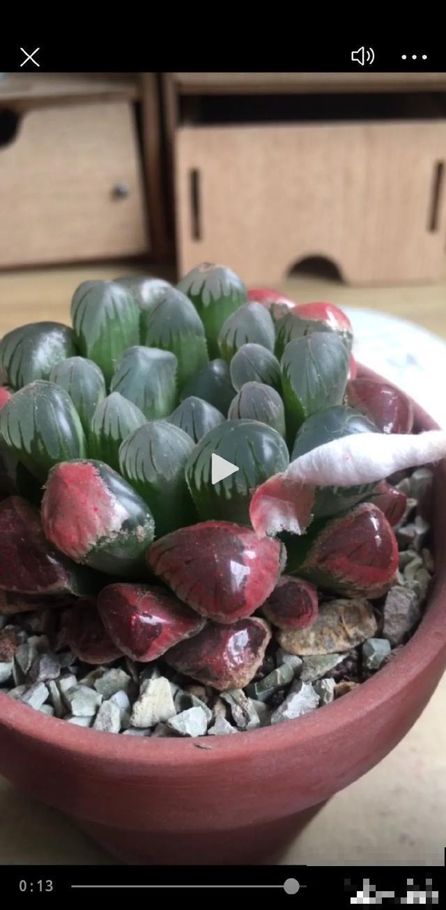 春天买花要注意，6种花千万别买，都是骗人的！
