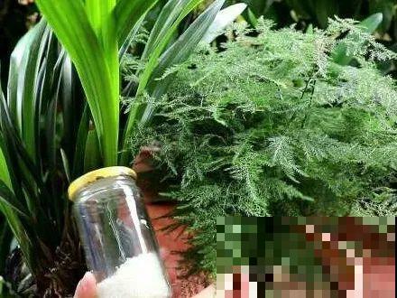 在家自制壮根水，7天浇一次，养出白胖萝卜根！