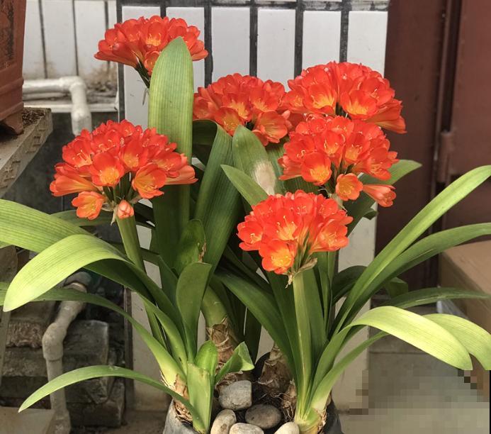 君子兰开花4个条件，缺一不可，否则养10年也难开花！