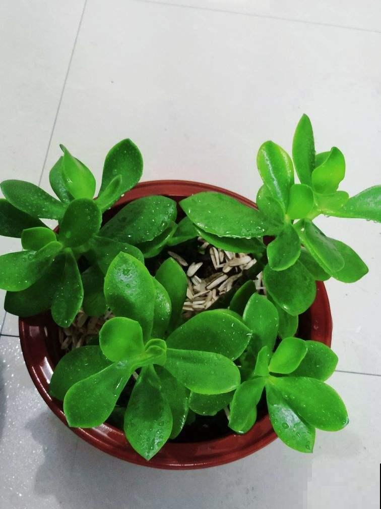 家里养这花，浇水不能太勤快，旱一旱长得旺！