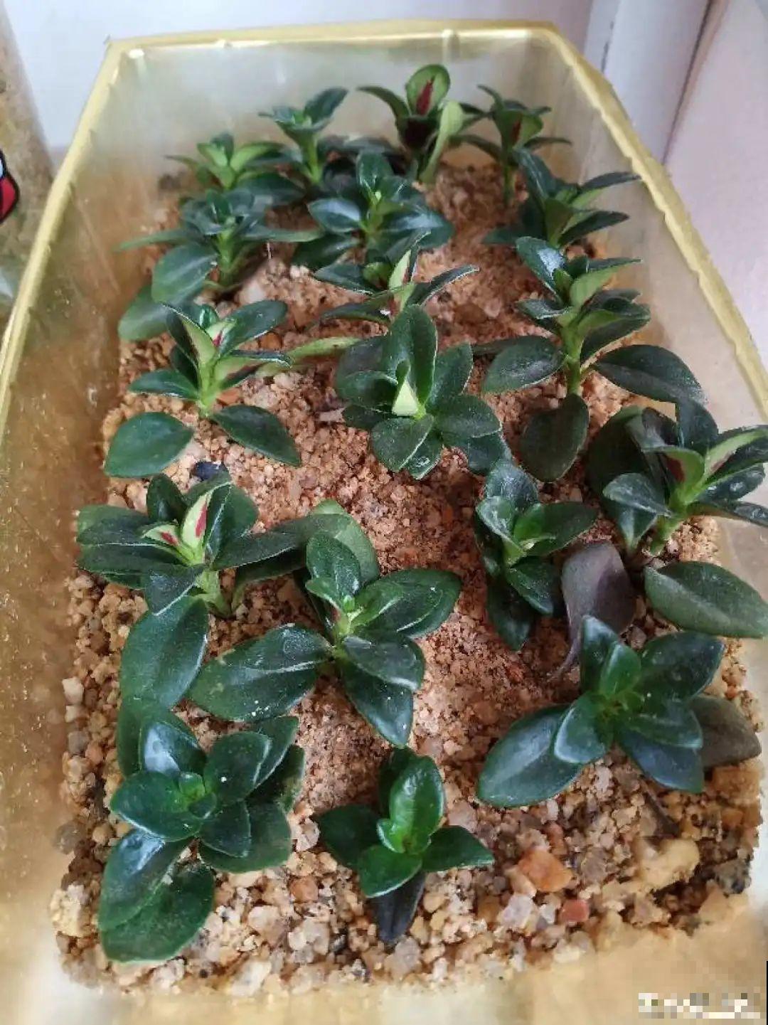 这10种花，天越热越扦插，3天冒出大白根！