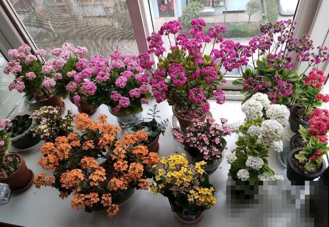 家里养盆虎皮兰，小花盆、挤着养，疯狂开花爆小崽！