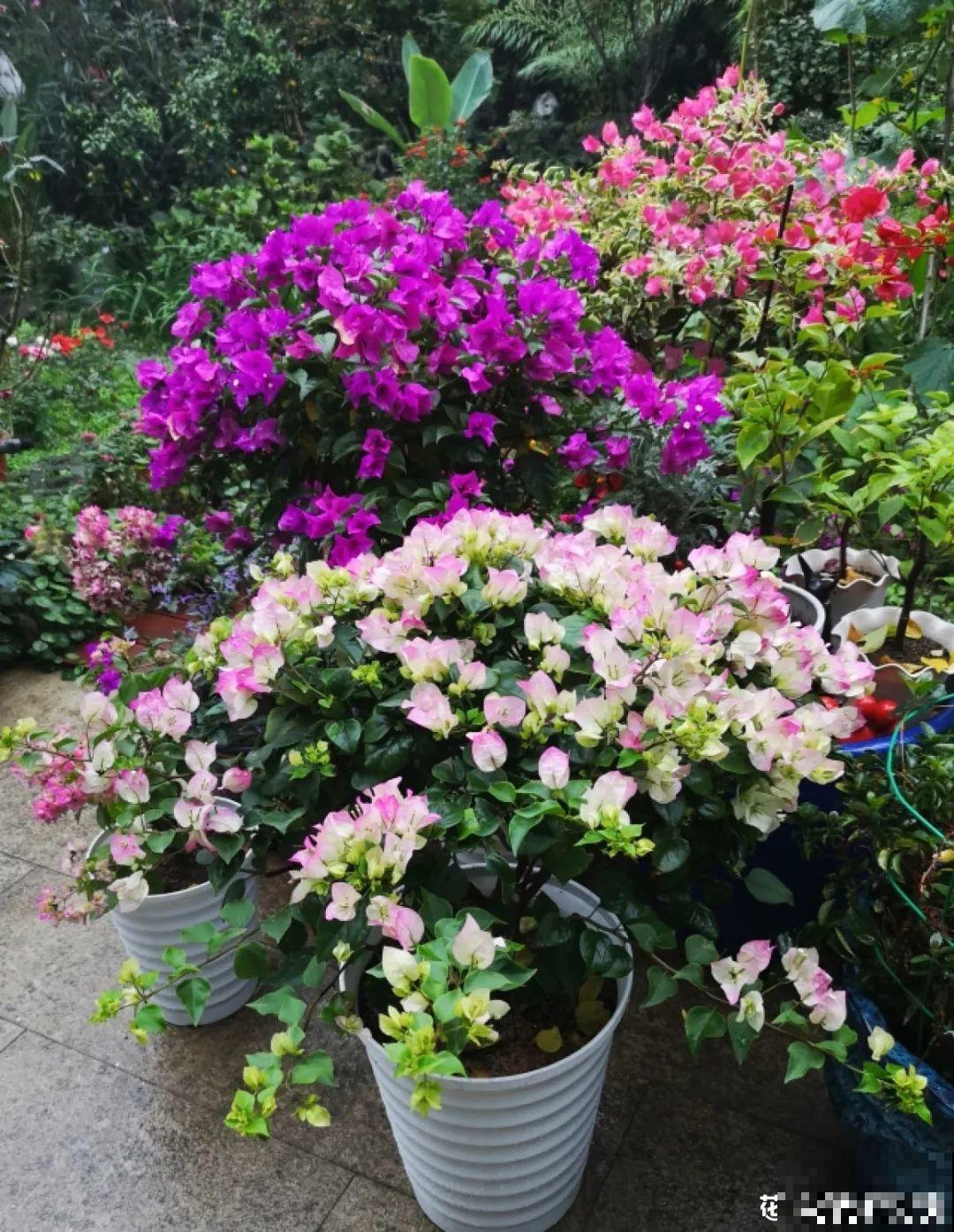 ！爱爬墙的20种花，嗖嗖爬满整面墙，看着心情就好