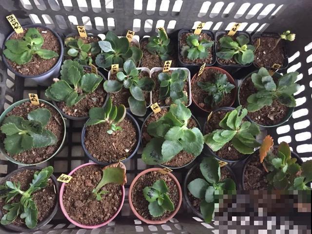 花烂根了别丢，塑料袋里捂一捂，大白根立马蹭蹭冒！