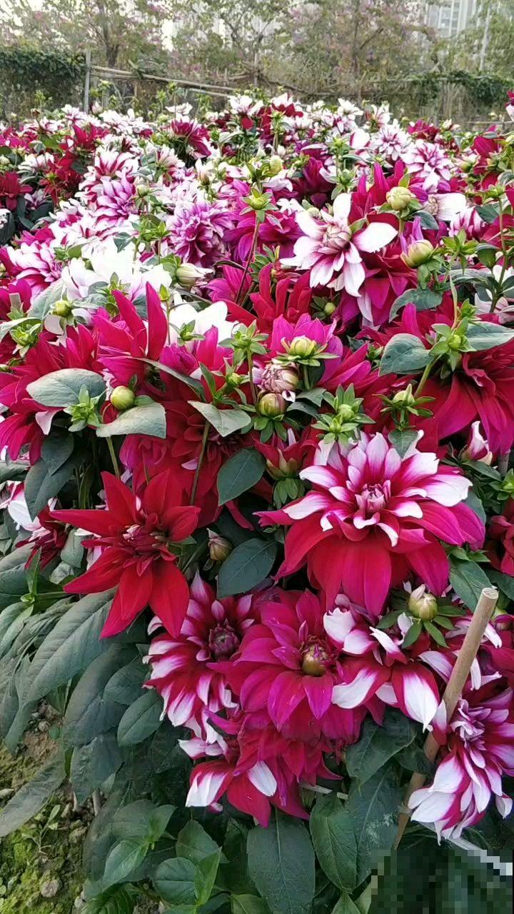 花店买花太贵了，这4种花，掐个枝在家就能养