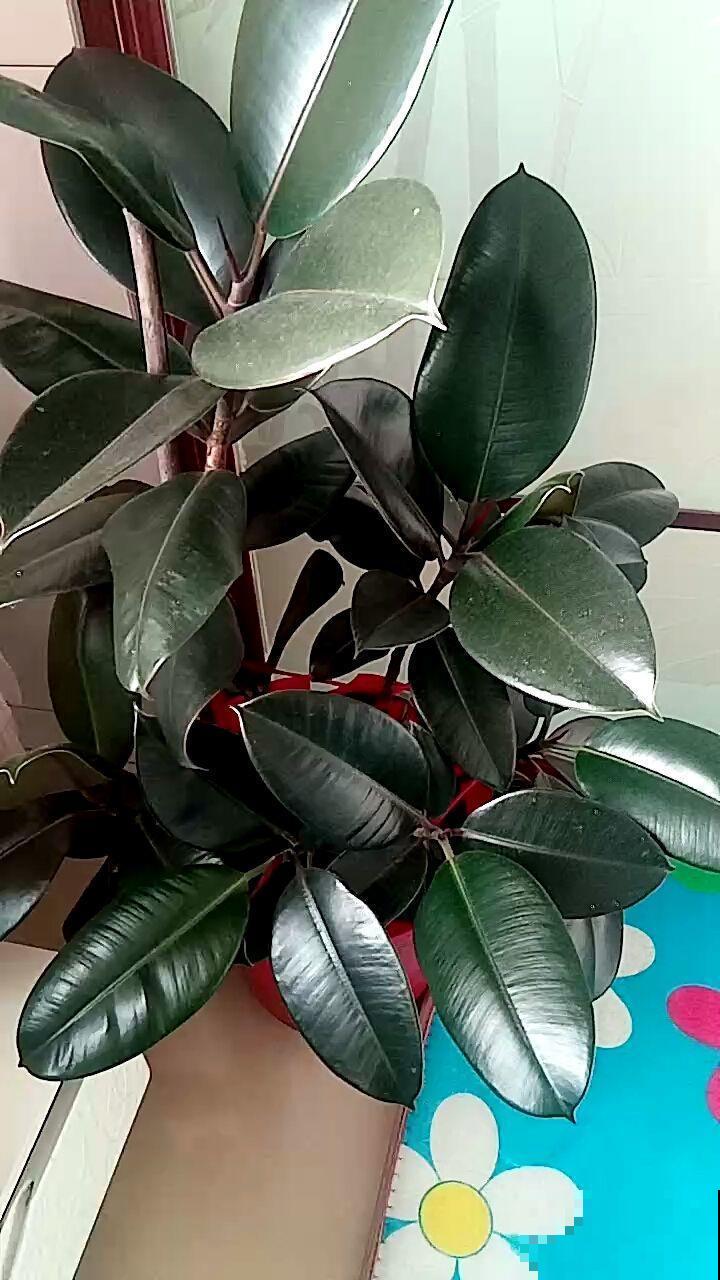 橡皮树养了十年没长个？都怪你太溺爱它，虐待一番立马疯长！