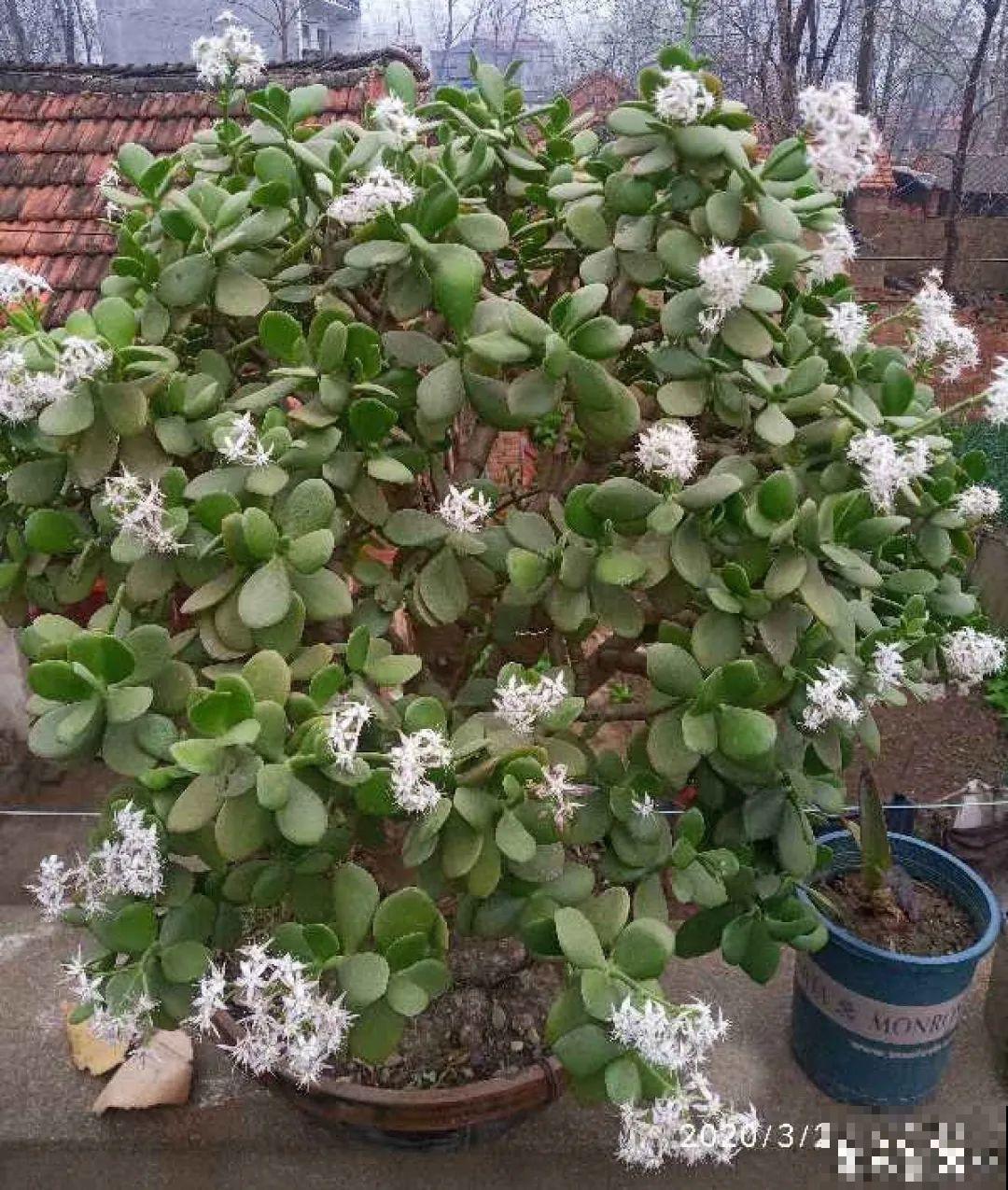 10种耐旱植物，平时少浇水，开花更准时！