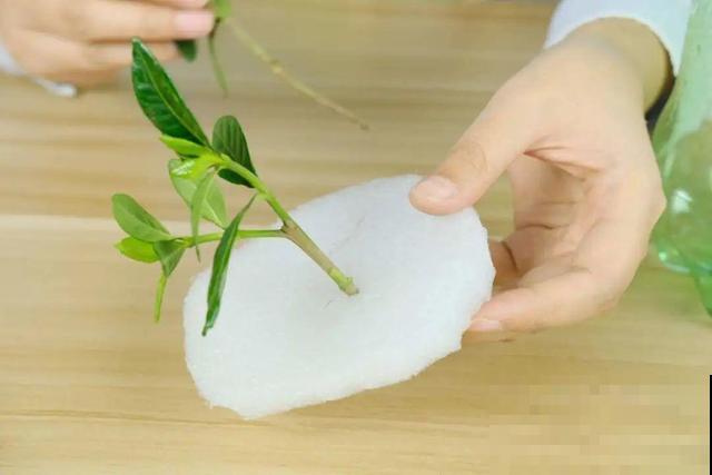 1个塑料瓶，居然有8种养花方法，省钱又好用！