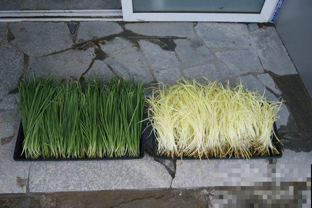 韭黄在家也能种，不用去菜市场买，有这小东西就行！