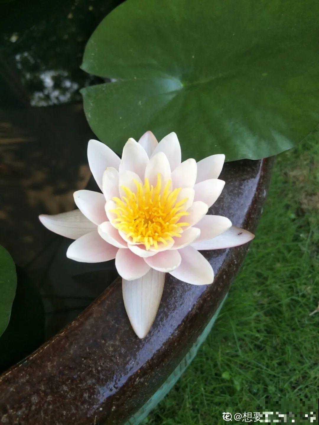 我想有个家，带个小院子，满院都是繁花！