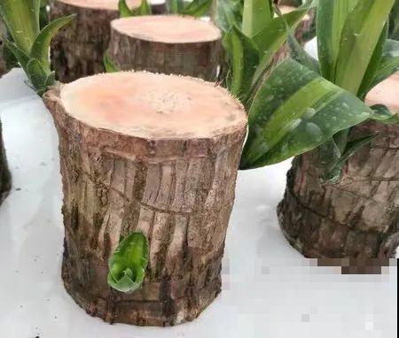 15种花超好活，掰个叉丢水里，自己发芽开出花！