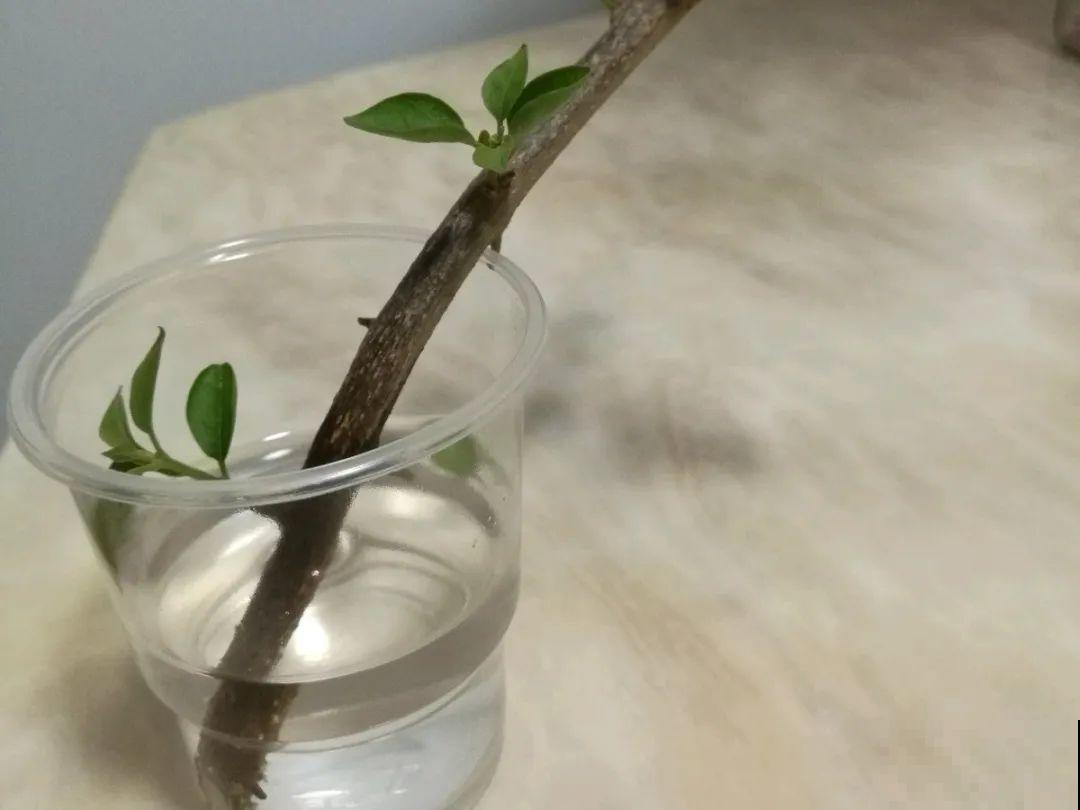 20种常见花，扦插方法大全，不用再花钱买了！