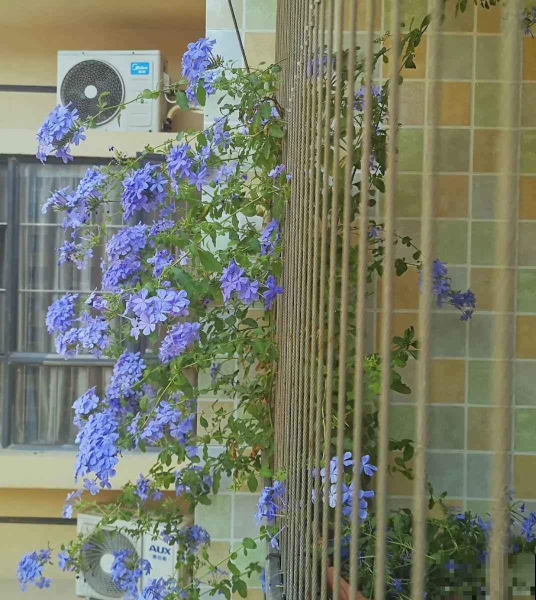 7种花要慎养，房前屋后都爬满，邻居有意见！