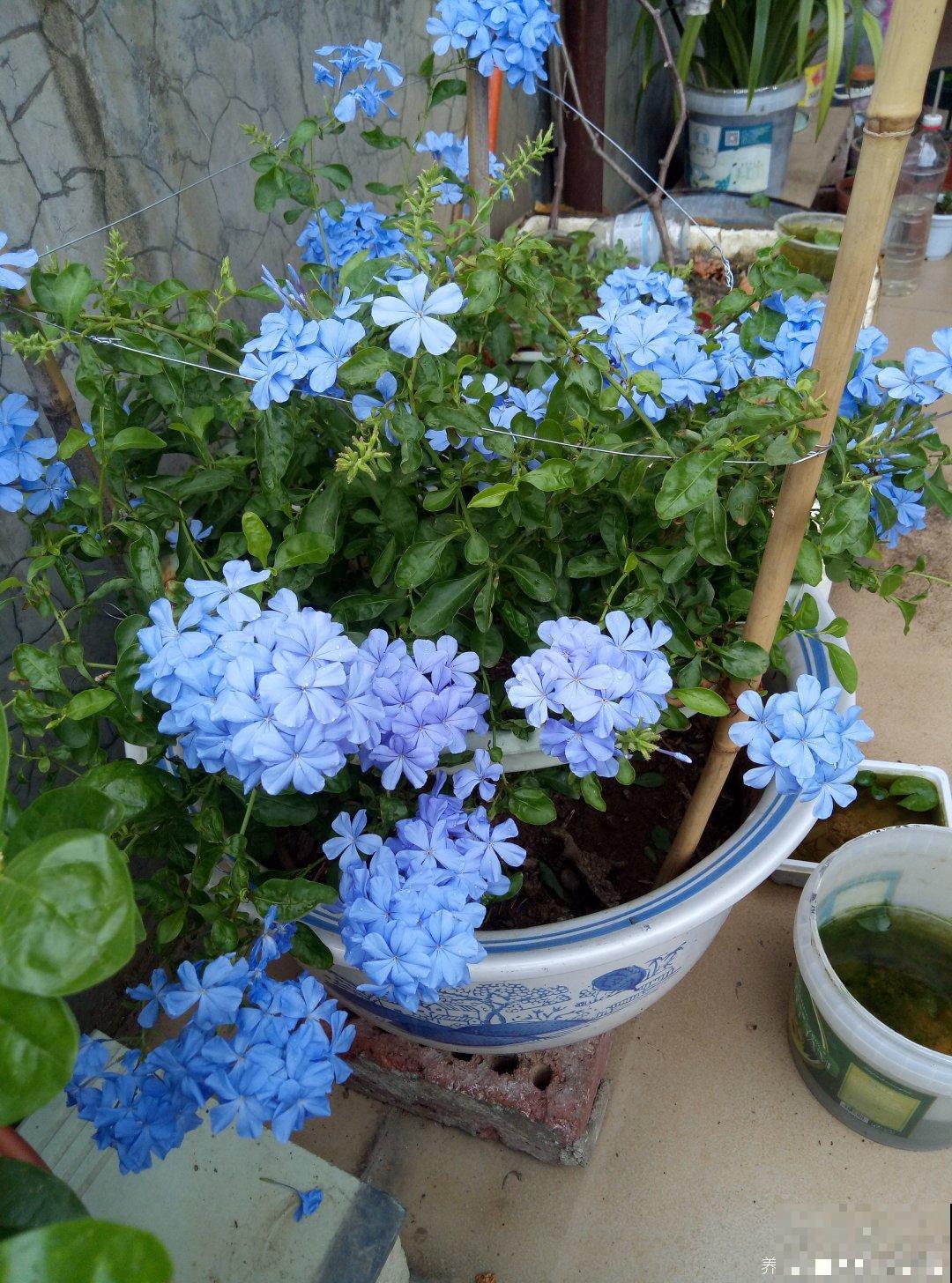 养蓝雪不开花，剪完使劲晒，呼呼开出一大簇花