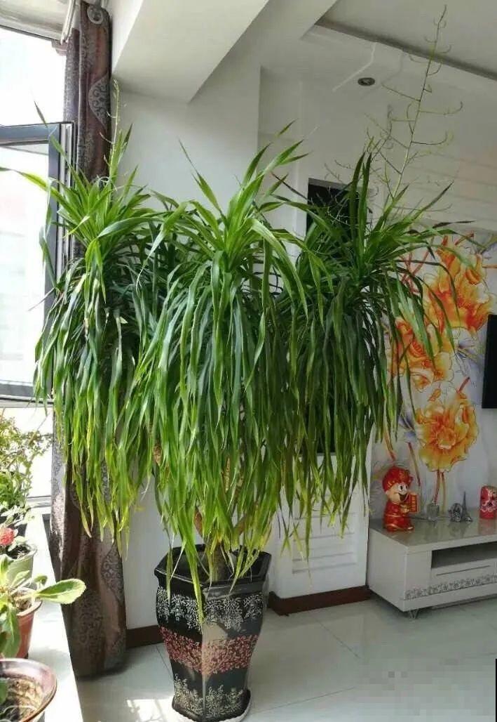 30年的芦荟，20年的龟背竹，硬生生把花养成了树！