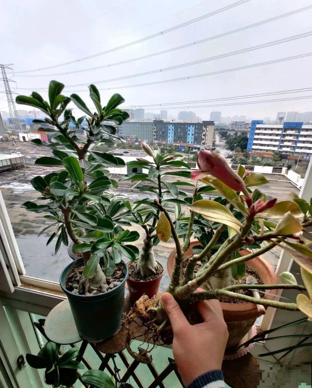 花一到春天就蔫巴，那是浇水浇少了，赶紧补水