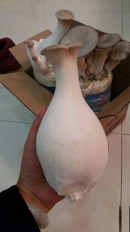 10种菜，阳台就能养，蹭蹭长满一盆，都快吃不了了