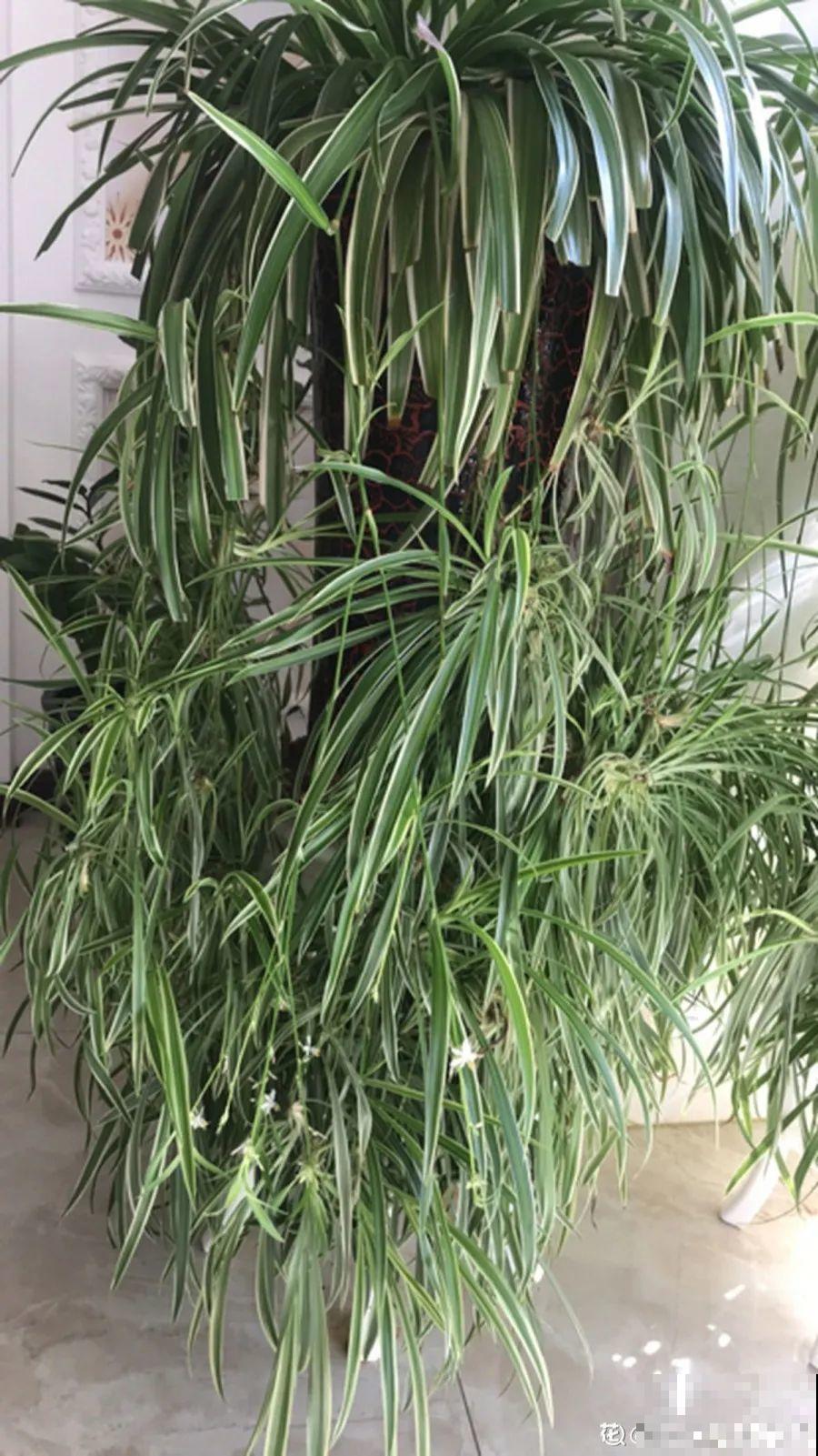 10种花，春天不能晒，躲屋里最安全！