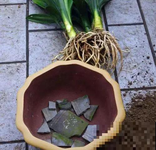 花盆里垫上一样小东西，可以预防烂根，咋浇水都没事！