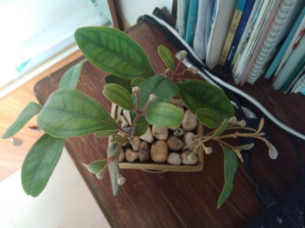 桃金娘开花太诱人，花瓣柔美花蕊纤细，美丽惹人爱！