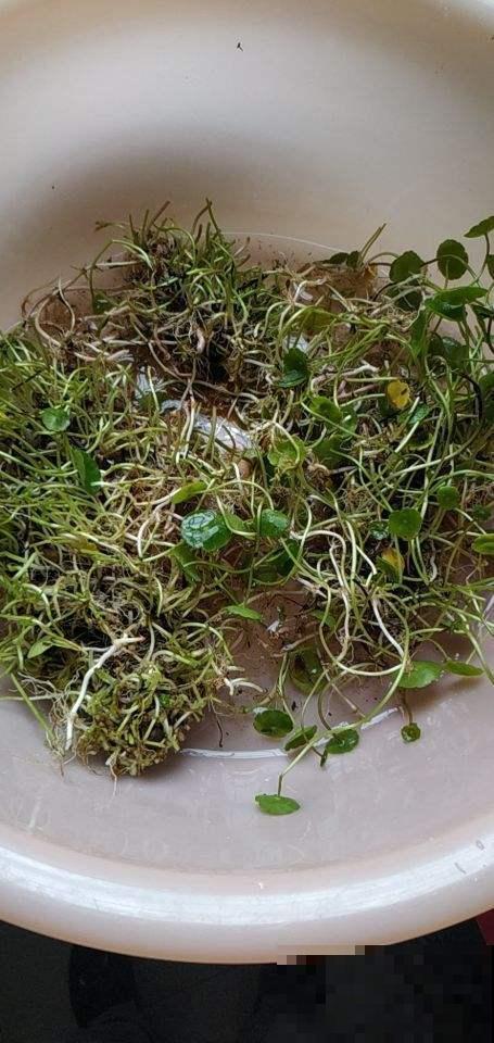 铜钱草过完冬蔫不拉几，剪刀咔嚓来一下，茂盛得密不透风！