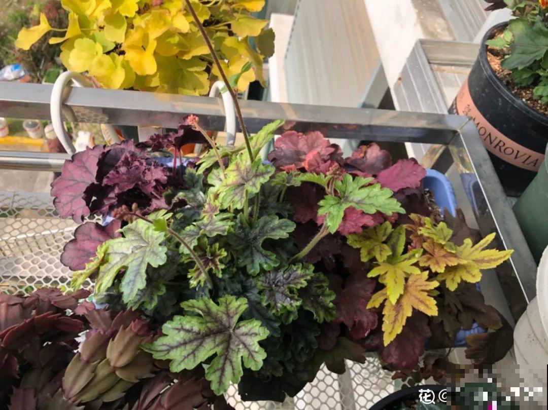 有品位的人，都爱这10种花，养一盆特有面子！