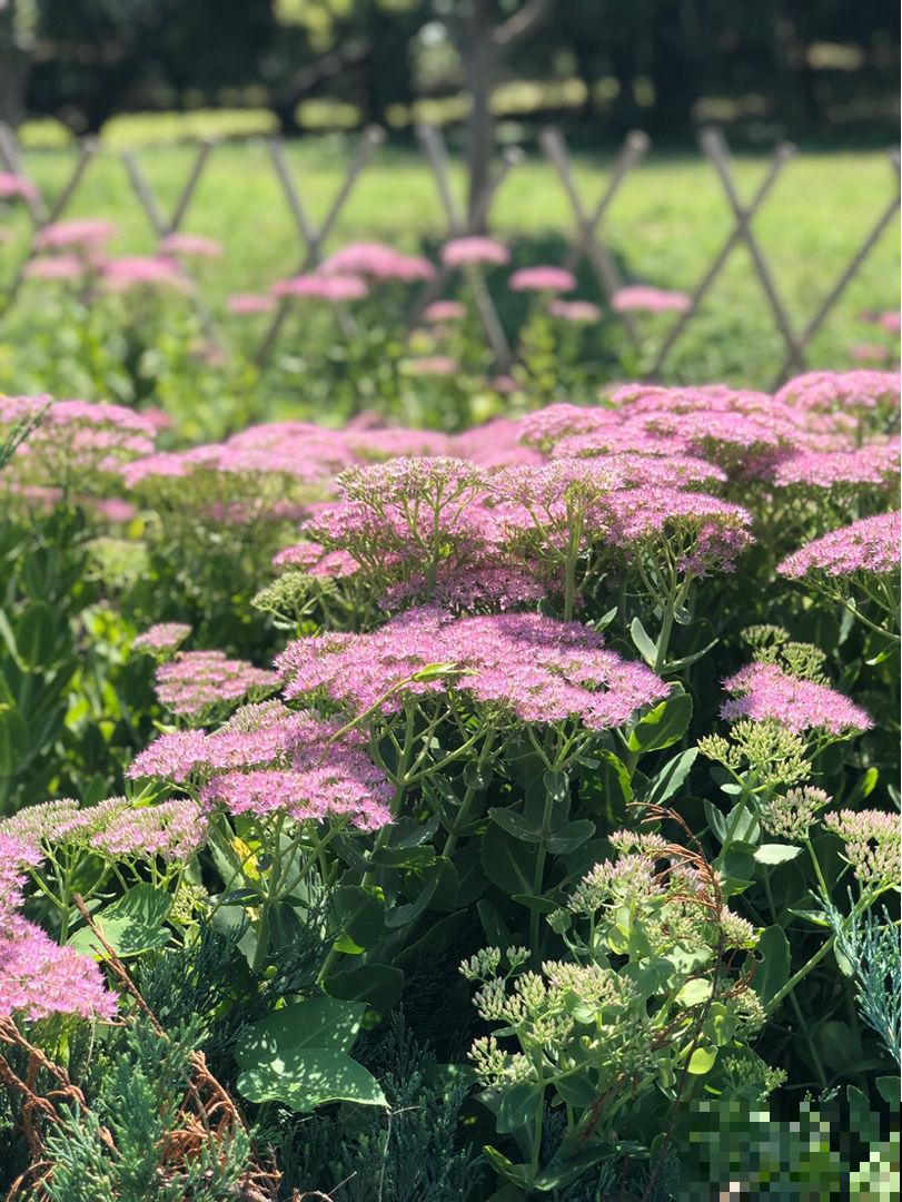 想要养皮实花，就养八宝景天，耐旱耐盐碱，开花就成大花球
