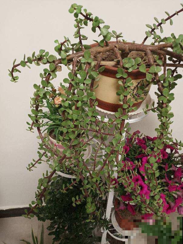 9种花，浇水越多容易烂根，不浇水反而蹭蹭长疯了