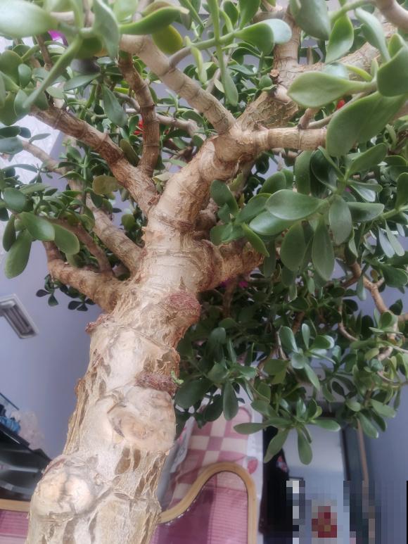 养这花不能用大盆，花盆越小，长得越粗壮！