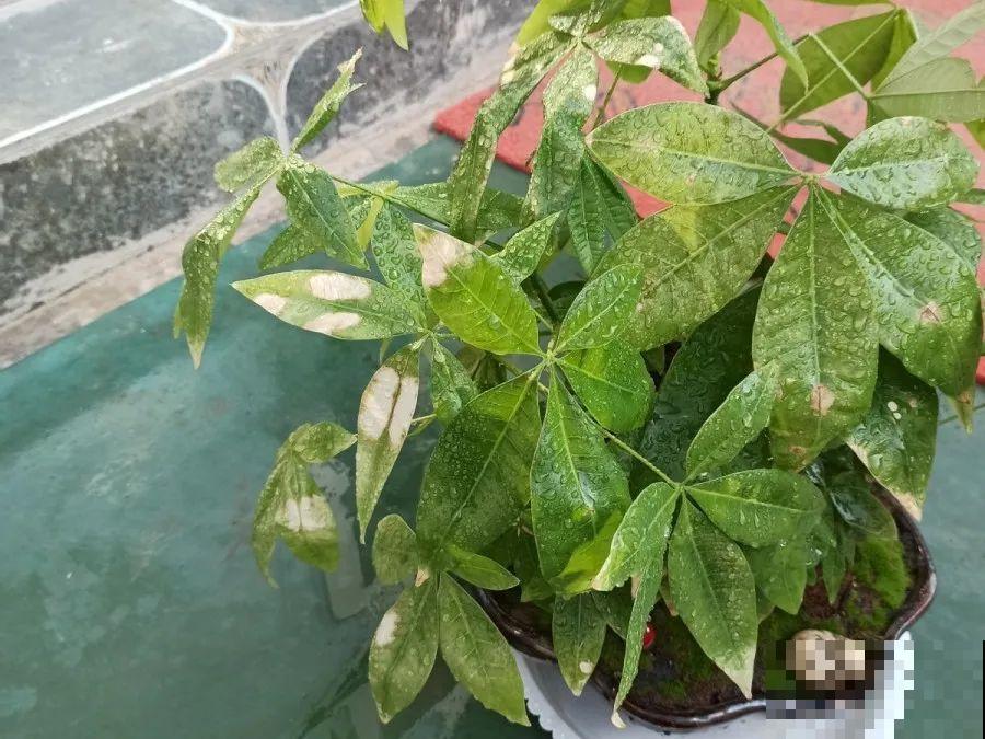 10种花，春天不能晒，躲屋里最安全！