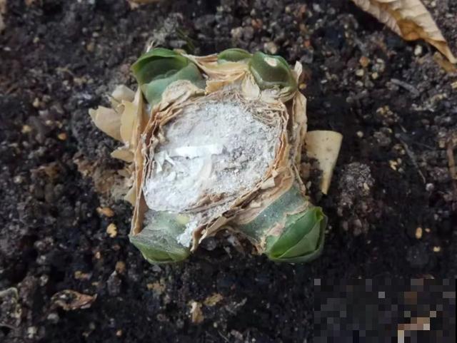 嫌花长得丑，趁现在砍头，2个月脱胎换骨！
