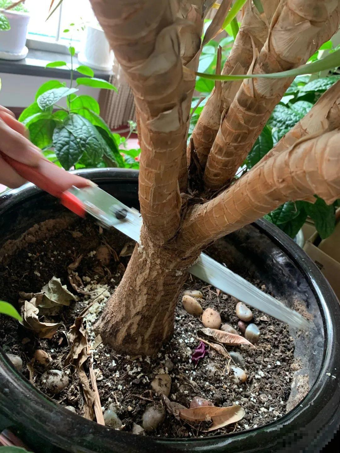 30年的芦荟，20年的龟背竹，硬生生把花养成了树！