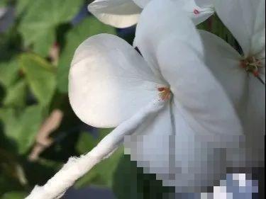 8种花不用扦插，开完花等1个月，一盆能生几十盆！